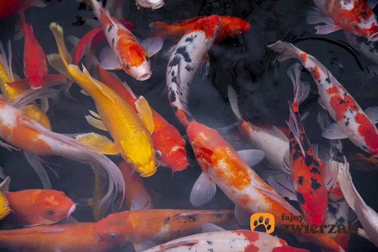 Kolorowe karpie japońskie, czyli ryby Koi w oczku wodnym, a także informacje o gatunku, wymagania żywienia, zastosowanie, wygląd i opis
