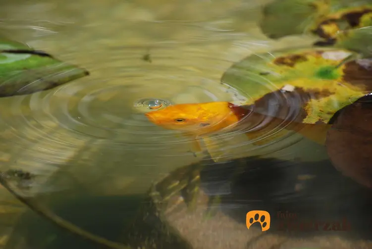 Karaś ozdobny w akwarium o żółtym kolorze pływający w oczku wodnym, a także opisy, ceny oraz wymagania krok po kroku i opinie o hodowli