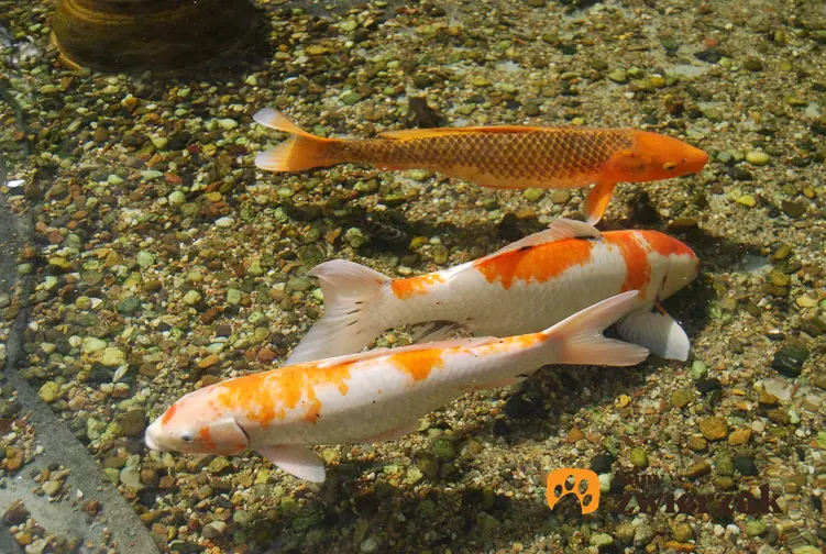 Biało-pomarańczowe ryby pływające na dnie oczka wodnego, a także inne gatunki ryb idealnych do oczka wodneg - najpopularniejsze gatunki