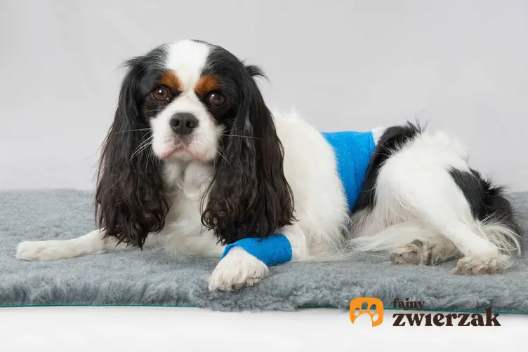 Pies po operacji sterylizacji leżący w specjalnym ubranku na dywanie, a także przebieg zabiegu i jak wygląda sterylizacja krok po kroku