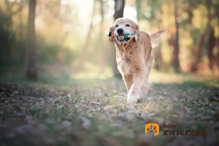Golden Retriver biegający z zabawką w pysku po lesie, a także TOP 15 najbardziej inteligentnych ras psów