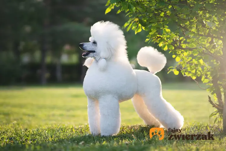 Pudel o białej sierści i charakterystycznym cięciu na trawie w parku, a także TOP 15 najbardziej inteligentnych ras psów