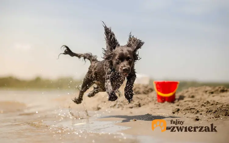 Pies biegający po plaży nad brzegiem morza, a także plaże dla psów w Polsce - miejsca, gdzie można wprowadzać psy nad Bałtykiem
