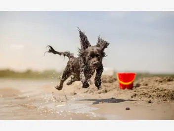 Ilustracja artykułu gdzie w polsce znajduje się plaża dla psów? w te miejsca możesz jechać z psem