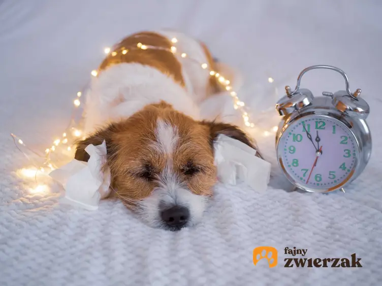 Pies leżący na łóżku i owinięty światełkami, a także informacje, jak chronić psa w Sylwestra - najlepsze porady dla właścicieli psów