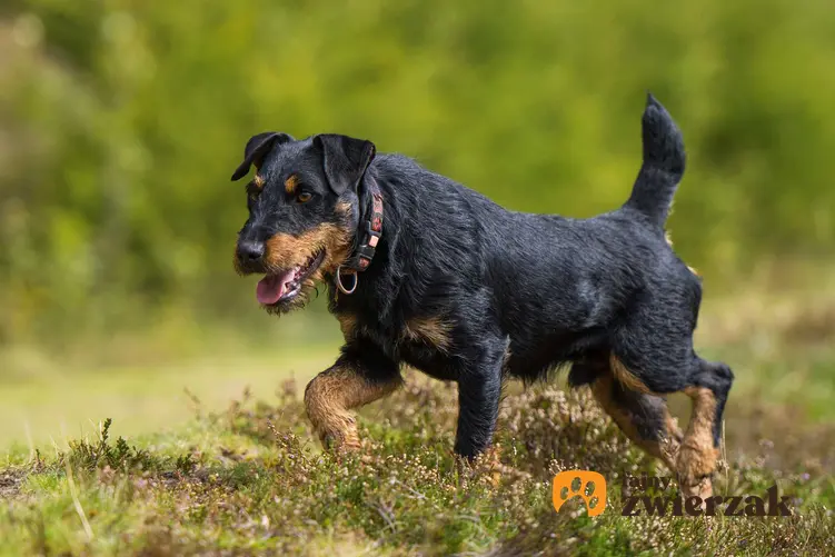Jagdeterrier, niemiecki terier myśliwski biegnący po trawie, a także opis psa tej rasy, charakterystyka, wymagania i pielęgnacja