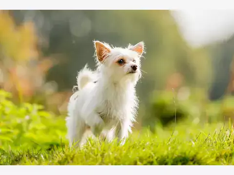 Chorkie: pochodzenie, opis, ceny szczeniąt