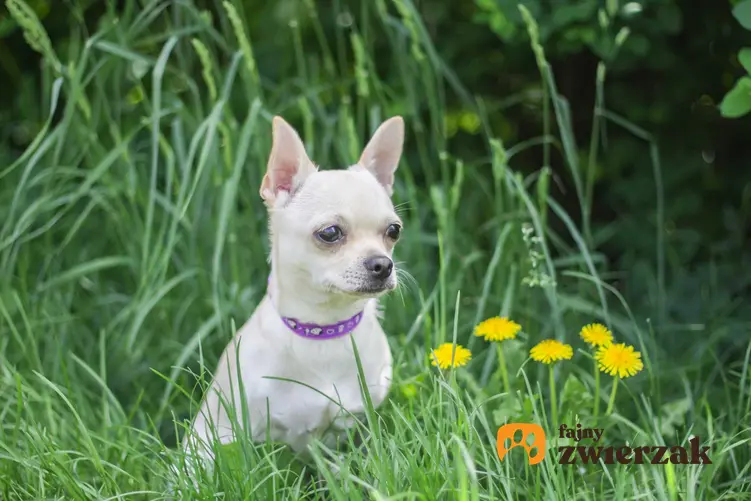 Pies rasy chorkie siedzący w trawie przy mniszkach lekarskich, a także pochodzenie rasy, opis wyglądu, usposobienie oraz ceny szczeniąt chorkie