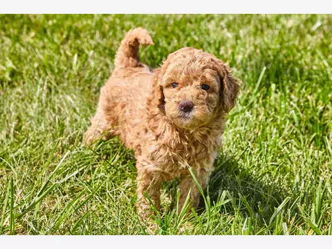 Mini Goldendoodle - Charakter i Pielęgnacja