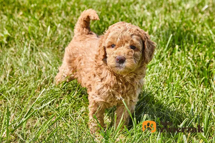 Mały pies rasy Mini goldendoodle na trawie, a także opis rasy, jej charakter, usposobienie oraz pielęgnacja i porady dla właścicieli