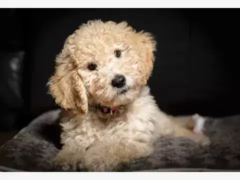 Najlepsze hodowle goldendoodle: jak sprawdzić