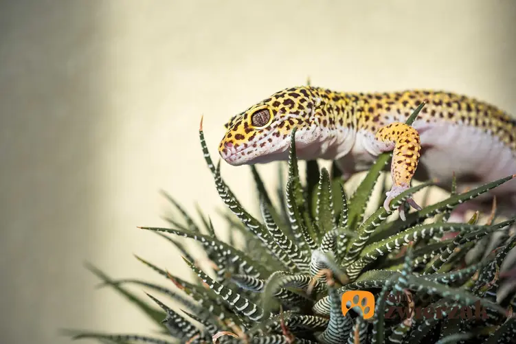 Gekon lamparci wspinający się na roślinę, a także wymagania gekonów, zastsowanie, hodowla w domu w terrarium