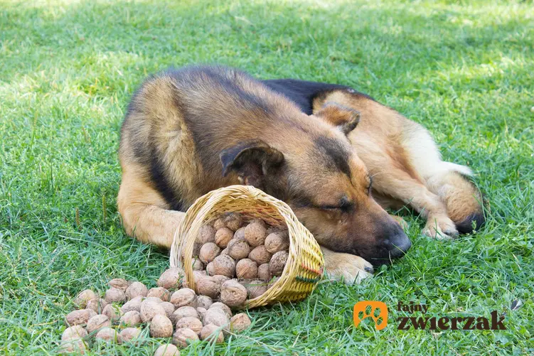 Pies owczarek leżący obok koszyka, z którego wysypują się orzechy włoskie, a także czy pies może jeść orzeczy i różne rodzaje orzechów