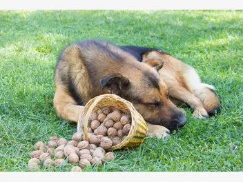 Ilustracja artykułu czy pies może jeść orzechy? wyjaśniamy krok po kroku