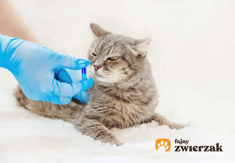 Weterynarz podaje kotu tabletkę w rękach, a także informacje, jak podawać kotu tabletki i inne leki krok po kroku