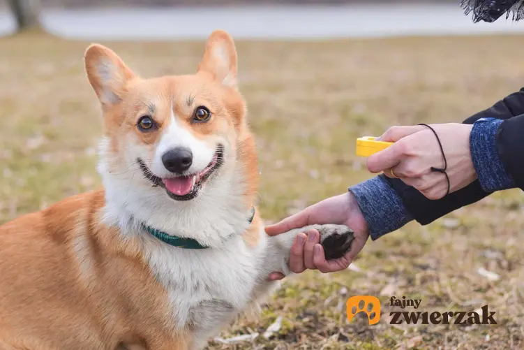 Pies corgi podający łapkę właścicielowi podczas treningu z klikerem, a także działanie treningu z klikerem krok po kroku