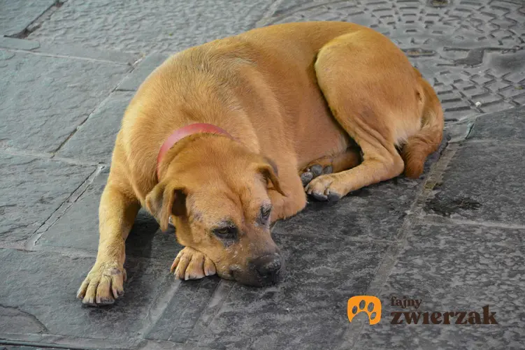 Chory pies leżący na ulicy, a także informacje, jak się zachować w czasie spotkania z chorym psem lub rannym psem