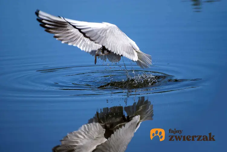 Ptak pijący wodę ze zbiornika wodnego, a także polowanie na ptaki ze względu na zdobywanie żywności lub jako trening dla sportu