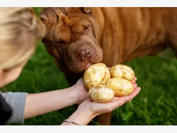 Ilustracja artykułu czy pies może jeść ziemniaki? oto fakty i mity o podawaniu psu ziemniaków