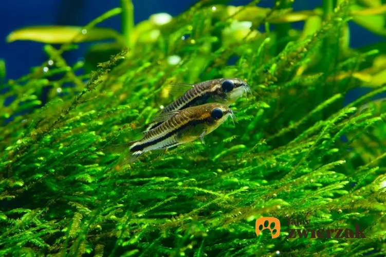 Kiryski pigmejskie na tle trawy w akwarium, czyli kirys pigmej, charakterystyka, hodowla, pielęgnacja, wymagania oraz żywienie