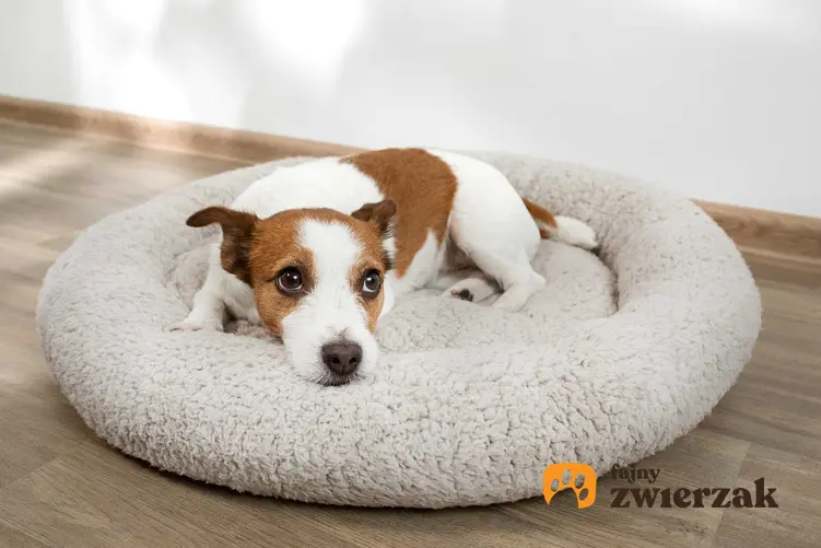 Pies na okrągłym legowisku, a także łóżka dla psa - 10 najlepszych modeli łóżek dla psów