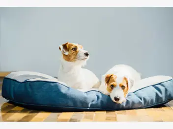 Ilustracja artykułu wybieramy łóżko dla psa. oto top 10 najlepszych legowisk