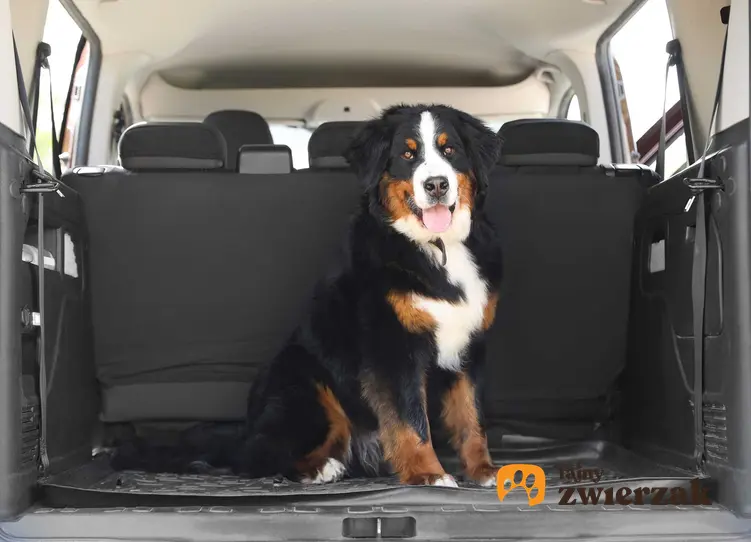 Pies berneńczyk w bagażniku na macie dla psa, a także mata dla psa do samochodu krok po kroku, opinie, wymiary
