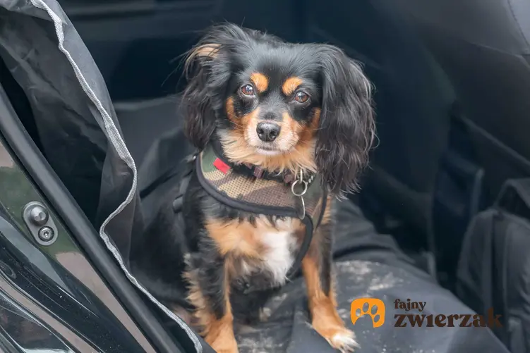 Mały pies na macie dla psów na tylnym siedzeniu samochodu, a także mata dla psa krok po kroku, opinie, rodzaje i cena