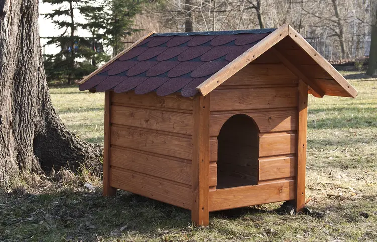 Jak zbudować drewnianą budę dla małego psa?