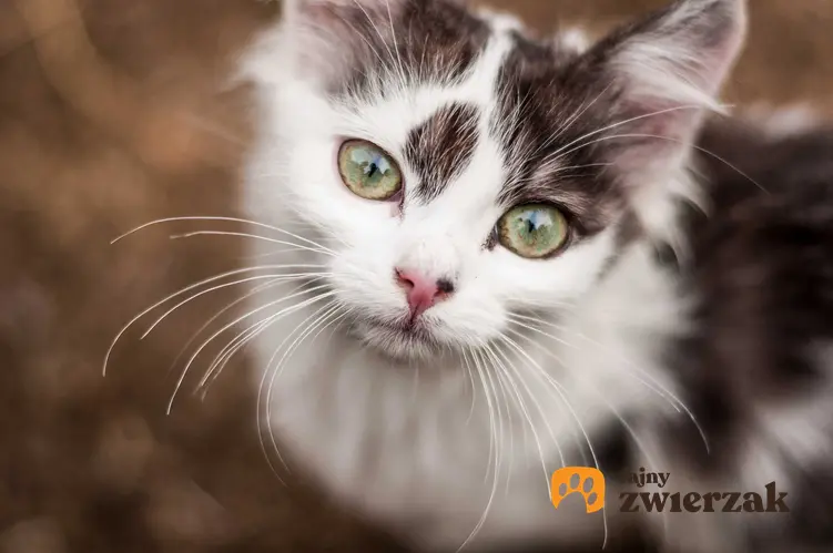 Oczy u kota, a także trzecia powieka u kota i opis schorzenia, przyczyny, objawy i zastosowanie