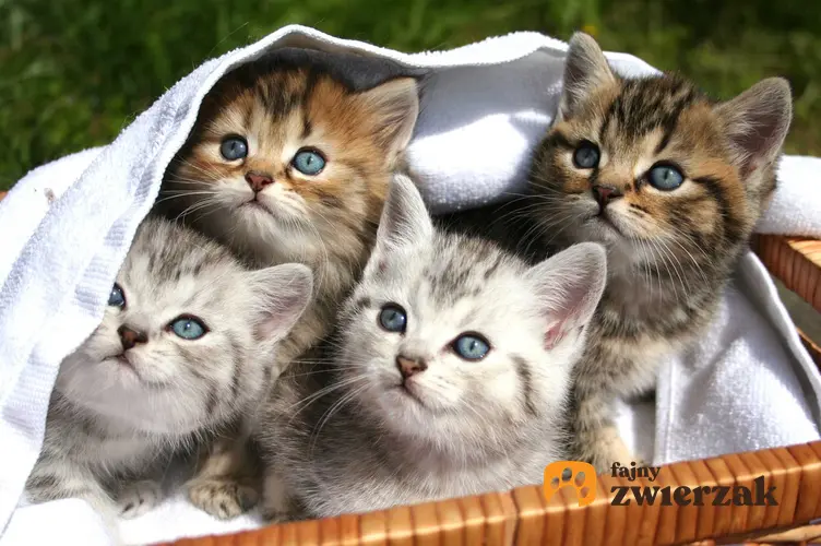 Brązowe i białe kocięta, a także informacje, jak odróżnić kota od kotki, rozpoznawanie płci u kotów