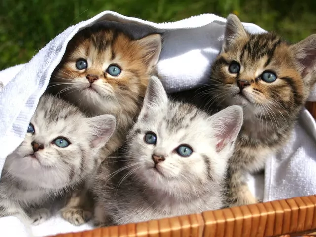 Jak rozpoznać płeć kota