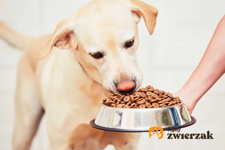 Pies jedzący z miski z suchą karmą, a także jaka karma dla psa po sterylizacji, czyli najlepsza karma dla sterylizowanych psów