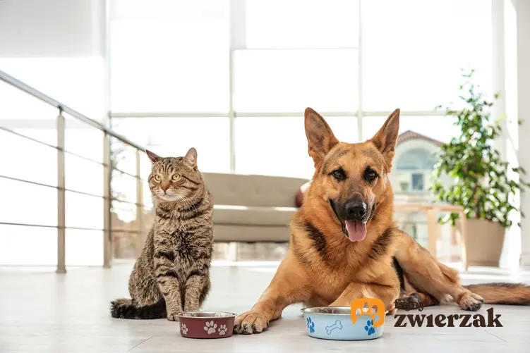 Pies i kot siedzący przy swoich miskach, a także dieta w chorobach dolnych dróg moczowych psów i kotów i żywienie chorych zwierząt