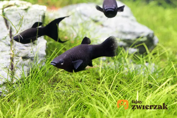 Czarne molinezje pływające po akwarium, a także jak przebiega ciąża molinezji, praktyczne porady, ile trwa ciąża ryb molinezja