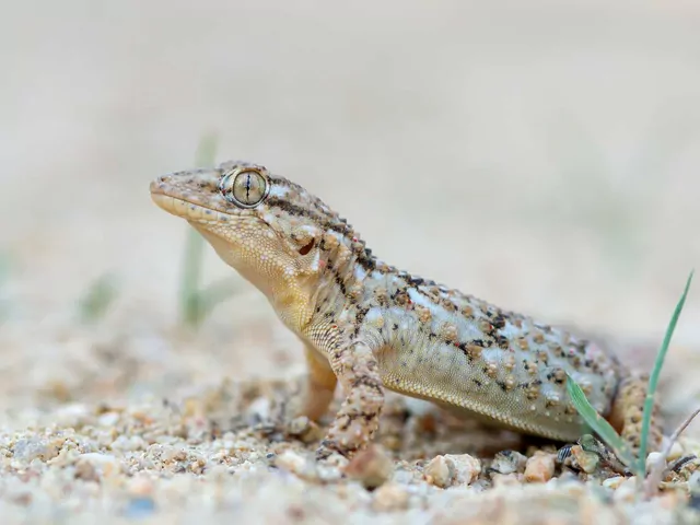 Gekon murowy: hodowla i porady