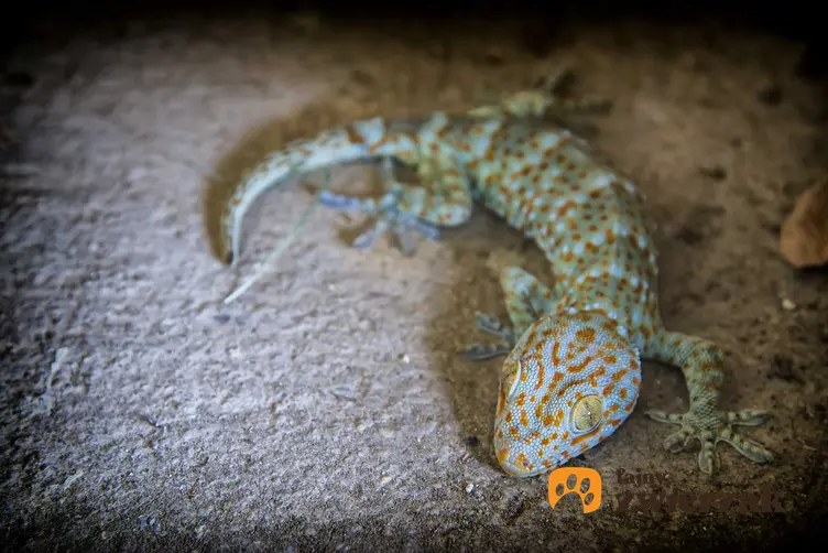 Toke, czyli Gekko Gecko w pomarańczowej barwie, a także informacje, wymagania, żywienie i rozmnażanie oraz hodowla krok po kroku
