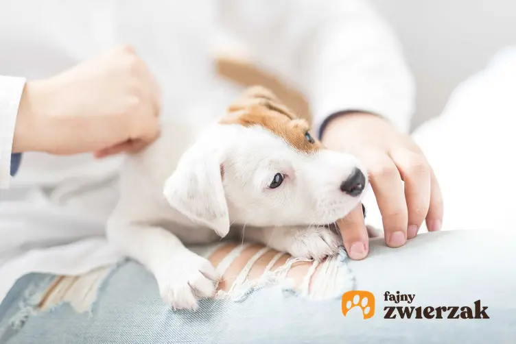 Właściciel oglądający skórę psa, który ma wszoły, a także wszoły u psów i kotów i rozpoznawanie szkodników, zwalczanie i leczenie