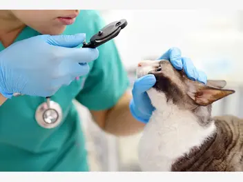 Ilustracja artykułu zapalenie spojówek u kota – oznaki, przyczyny, leczenie, zapobieganie
