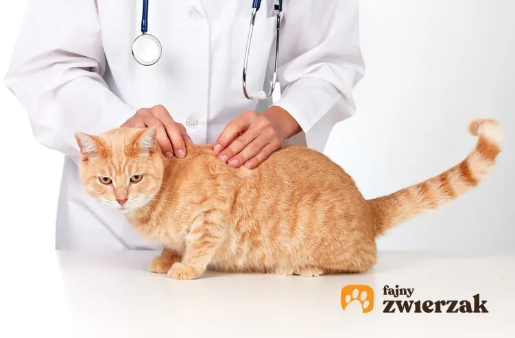 Weterynarz oglądający skórę kota, a także objawy, leczenie, powikłania oraz porady dla włascicieli na temat kociego trądziku
