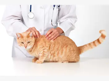 Ilustracja artykułu koci trądzik – objawy, leczenie, powikłania, porady