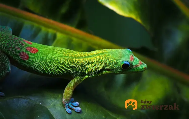 Gekon w zielonym kolorze w terrarium, a także jaka jest cena gekona w sklepie zoologicznym, czyli ceny, koszt różnych gatunków