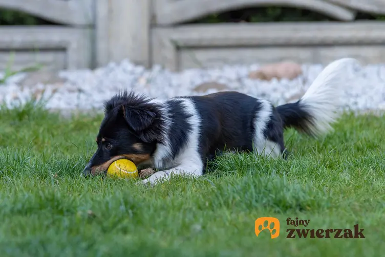 Pies bawiący się piłką, a także zabawa z psem krok po kroku, czyli bezpieczna, dobra zabawa z psem