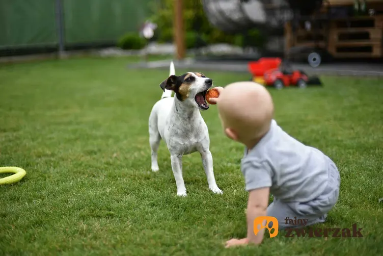 Dziecko bawiące się piłeczką z psem, a także jak wyglądają kontakty między psem a dzieckiem