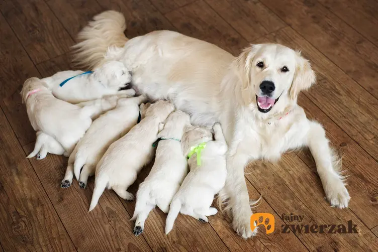 Pies golden retriver z hodowli z młodymi szczeniakami, a także rodowód psa, co to znaczy, co to jest rodowód i jak kupić psa z rodowodem