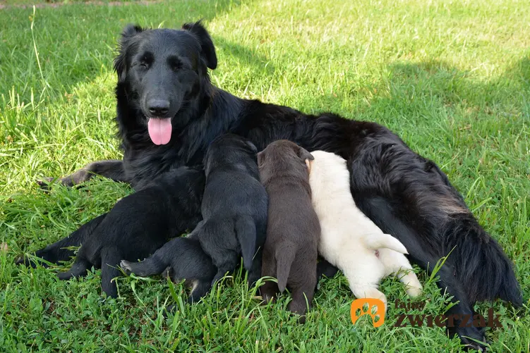 Psia mama karmiąca swoje szczenięta o różnych kolorach sierści, a także inbred, czyli kojarzenie krewniacze psów krok po kroku, definicja oraz zasady