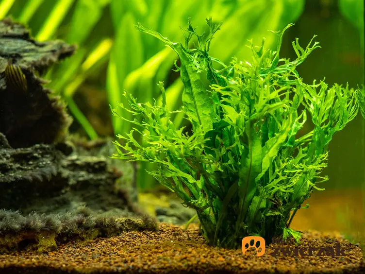 Micorscorum o zielonych listkach w akwarium, a także TOP 10 roślin do akwarium o ciekawym pokroju i wzroście
