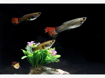Ilustracja artykułu top 10 rybek akwariowych. przedstawiamy najciekawsze rybki do akwarium