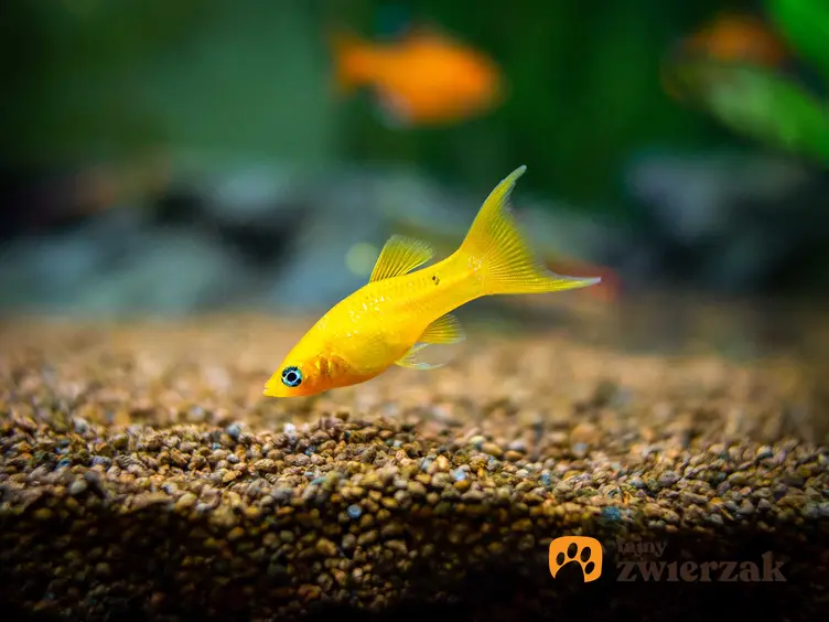 Żółta molinezja, bardzo popularna ryba do akwarium, a także TOP 10 ryb idealnych do akwarium