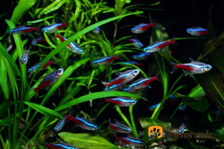 Ławica kolorowych neonków, a także TOP 10, czyli zestawienie najbardziej popularych i najciekawszych ryb do akwarium